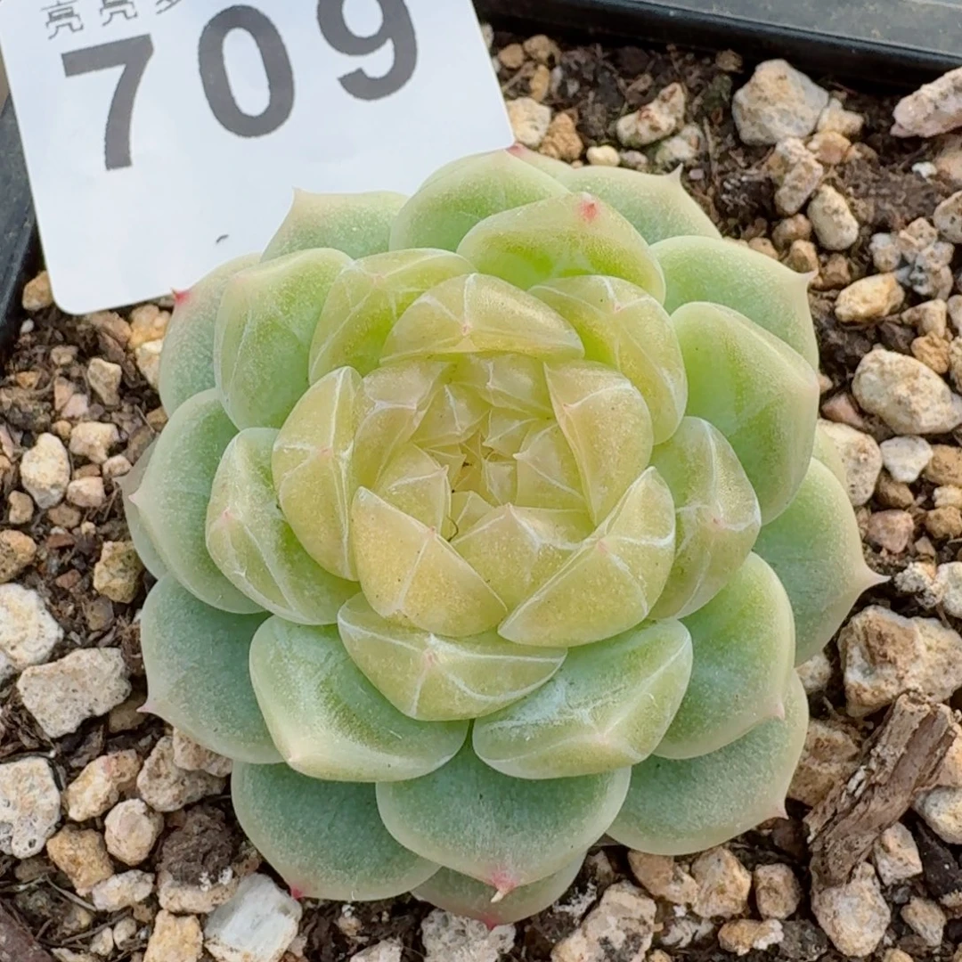 泼天富贵      愿你一路坦途，乘风破浪展宏图