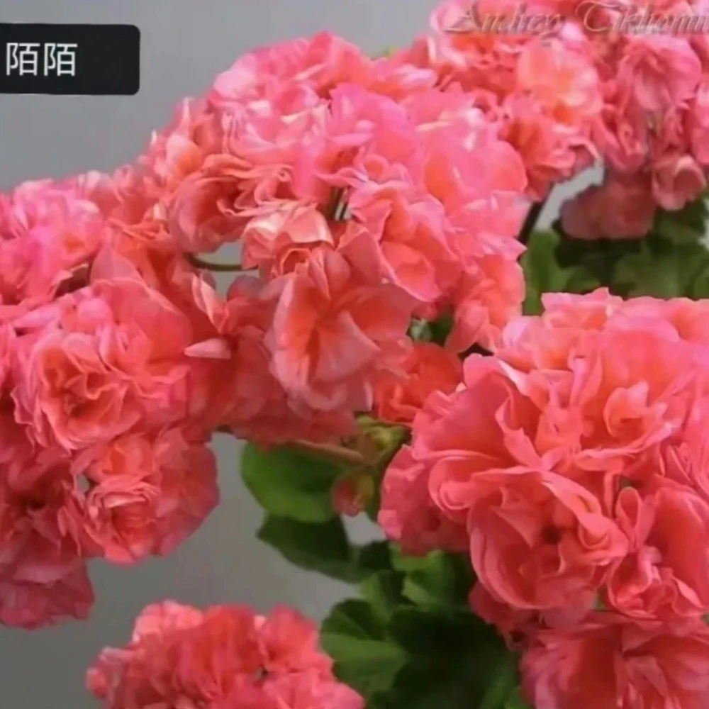 【陌陌】直立天竺葵粉橙色大花球品种带花苞包对版