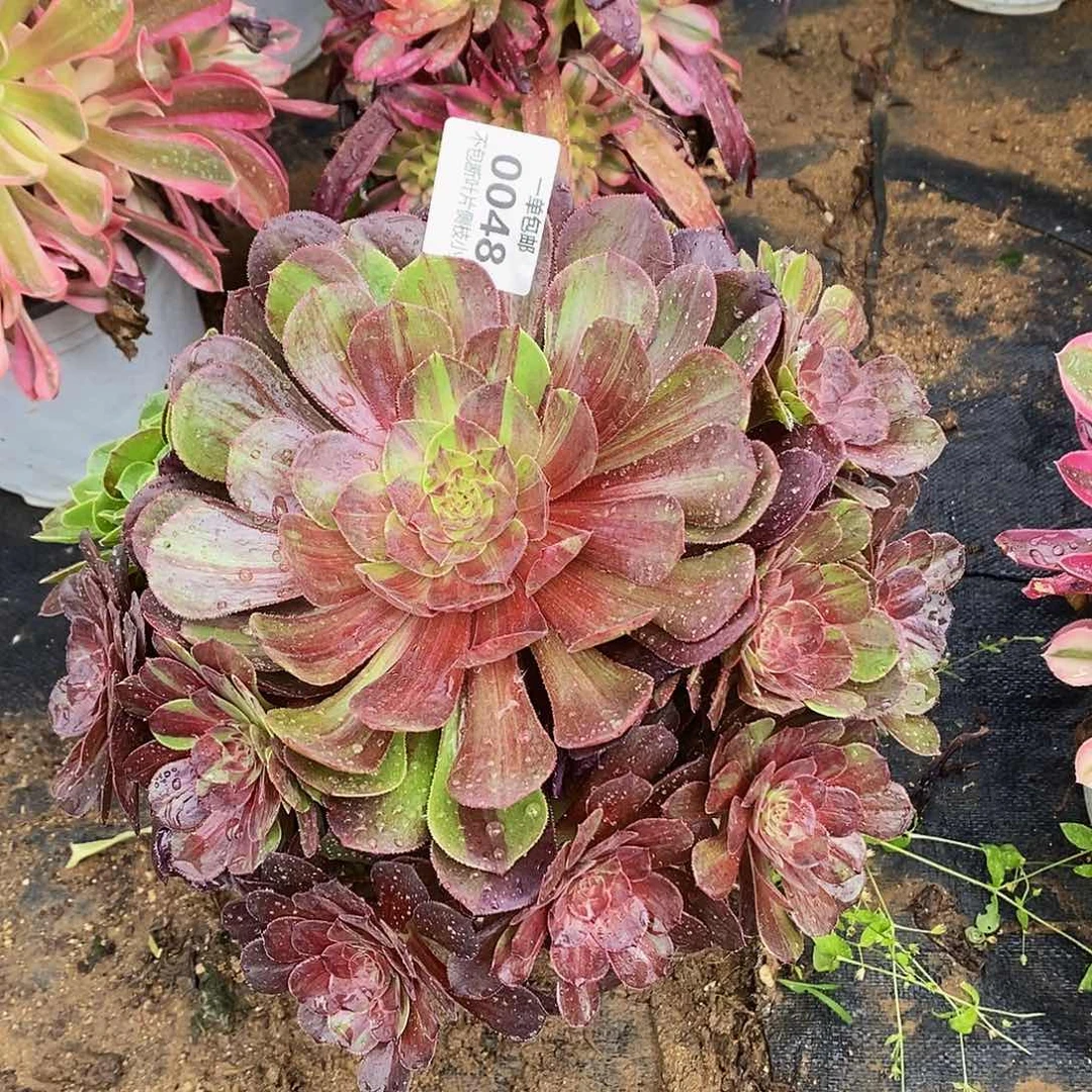 048花月夜多肉法师锦