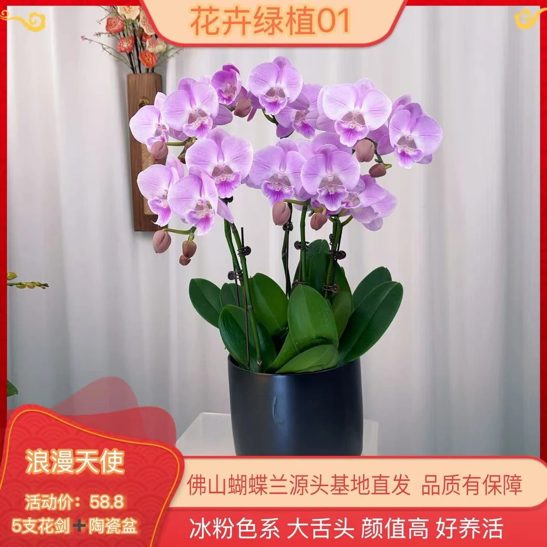 【浪漫天使01】高端精品蝴蝶兰室内盆栽/家庭花卉/办公室桌台花