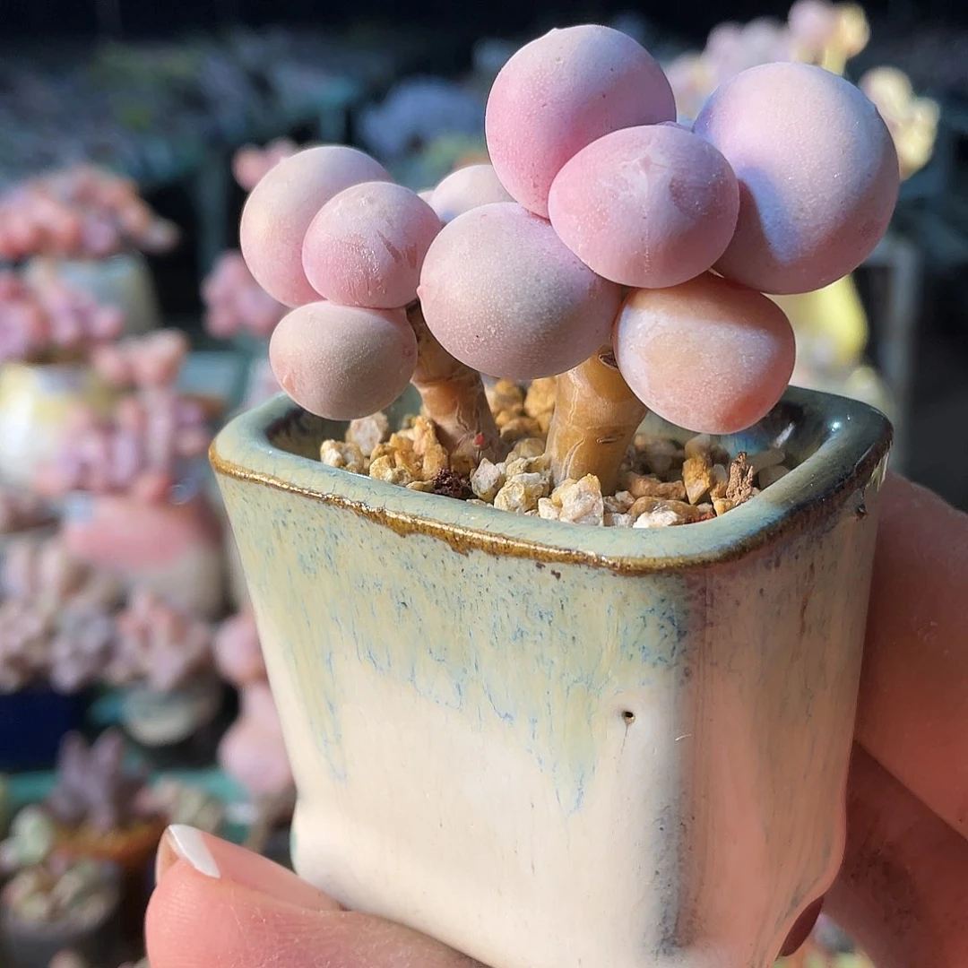 扒**拉多肉植物的生长发育与