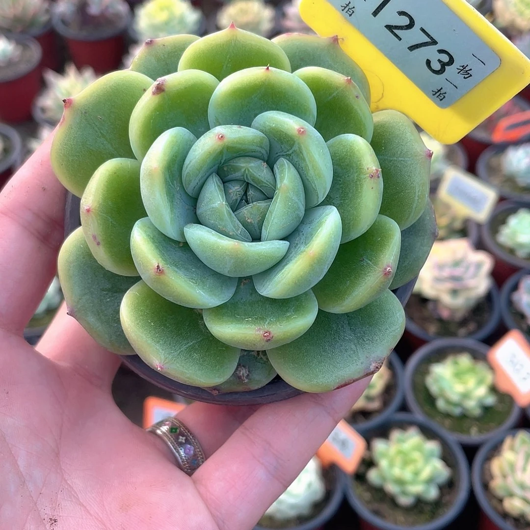 冰梦橙1273号多肉