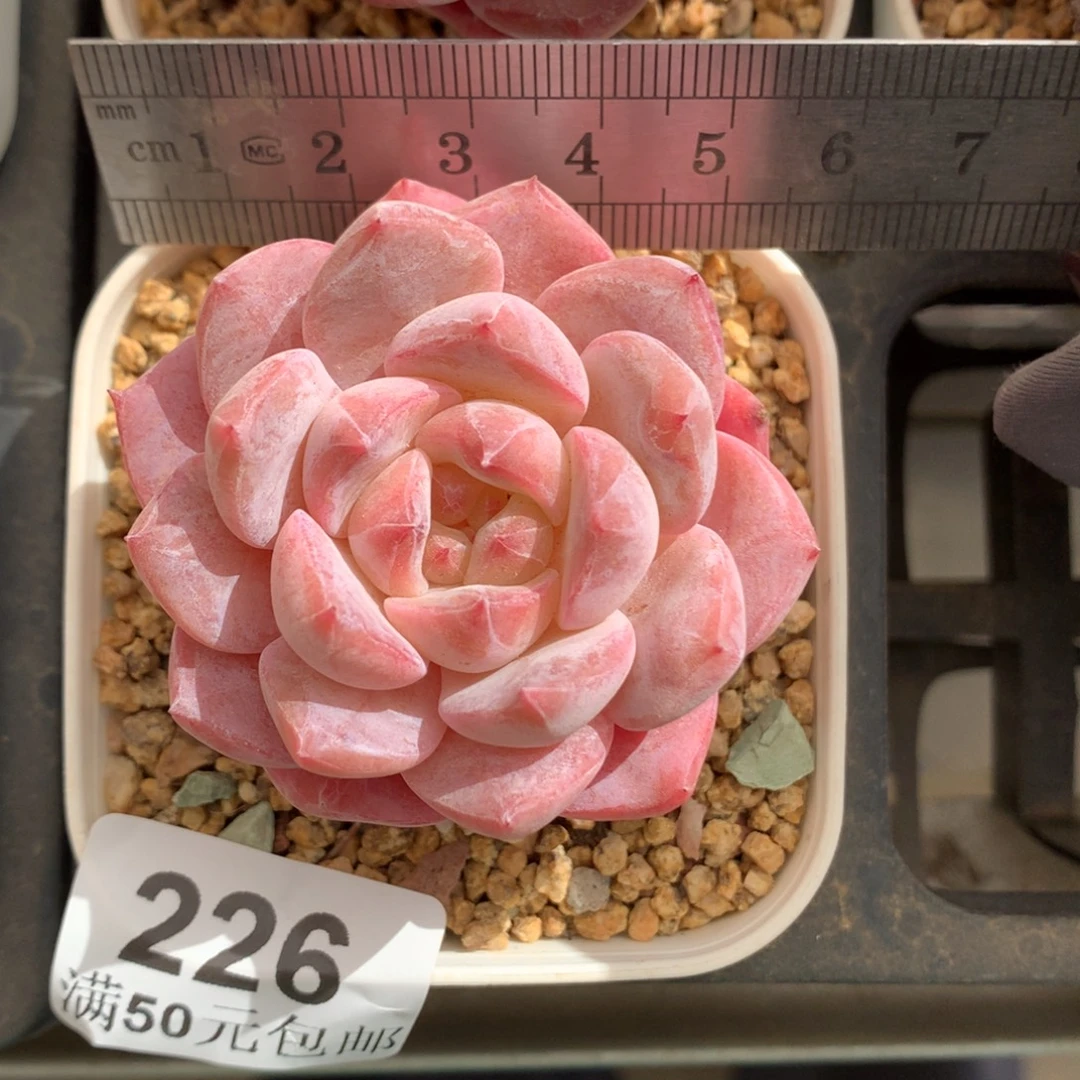 226。秘境琥珀。粉透。