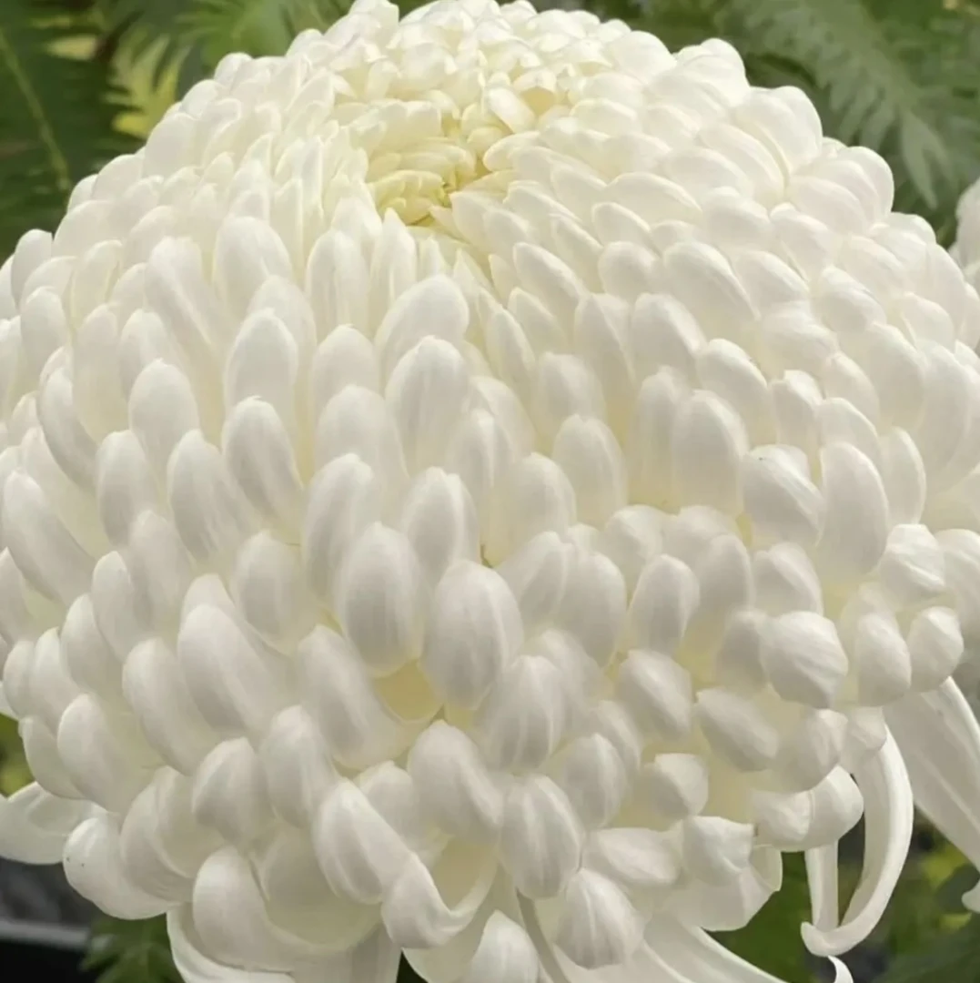 【白国华】超大花菊花盆栽大花多年生耐寒好养绿植花卉带花苞发货
