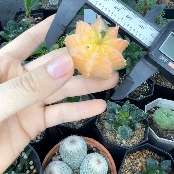 仙人球一物一拍实生