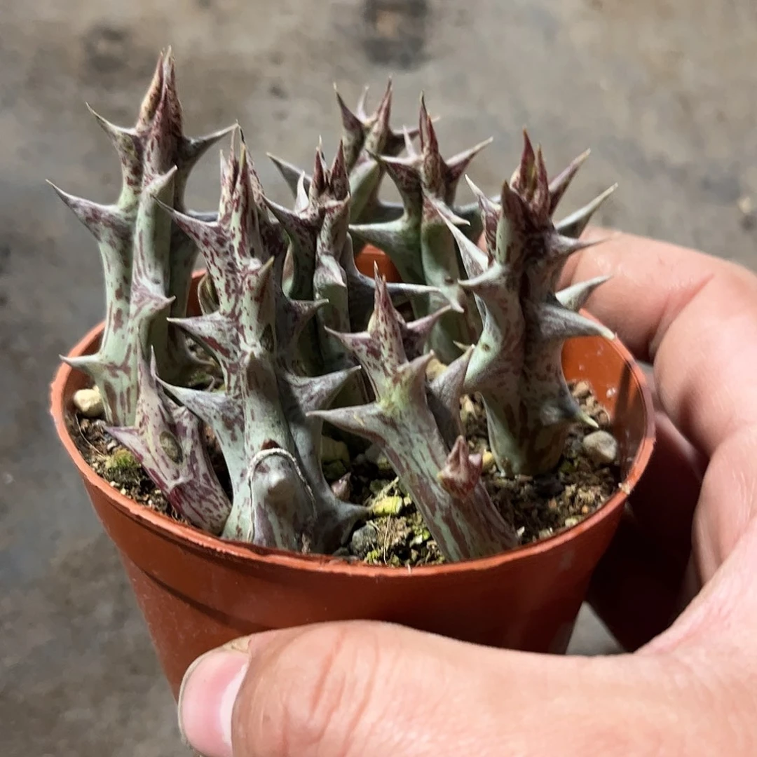 紫龙角单头发货有根发货