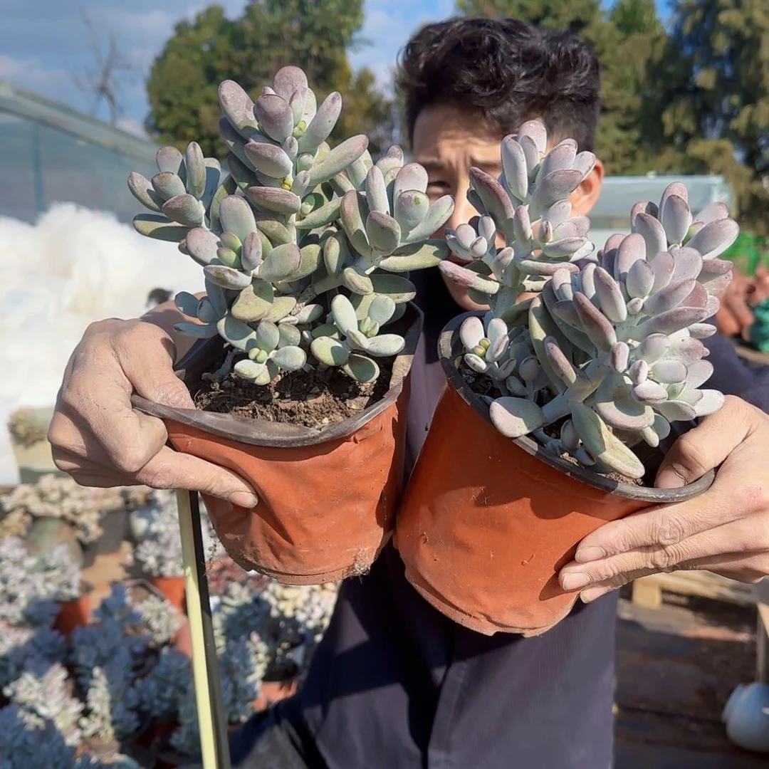 多肉植物乒乓福良8.8