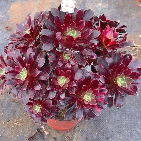 165金丝多肉植物