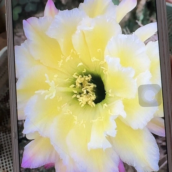 杜兰戈侧芽5公分左右毛花柱（20包邮）