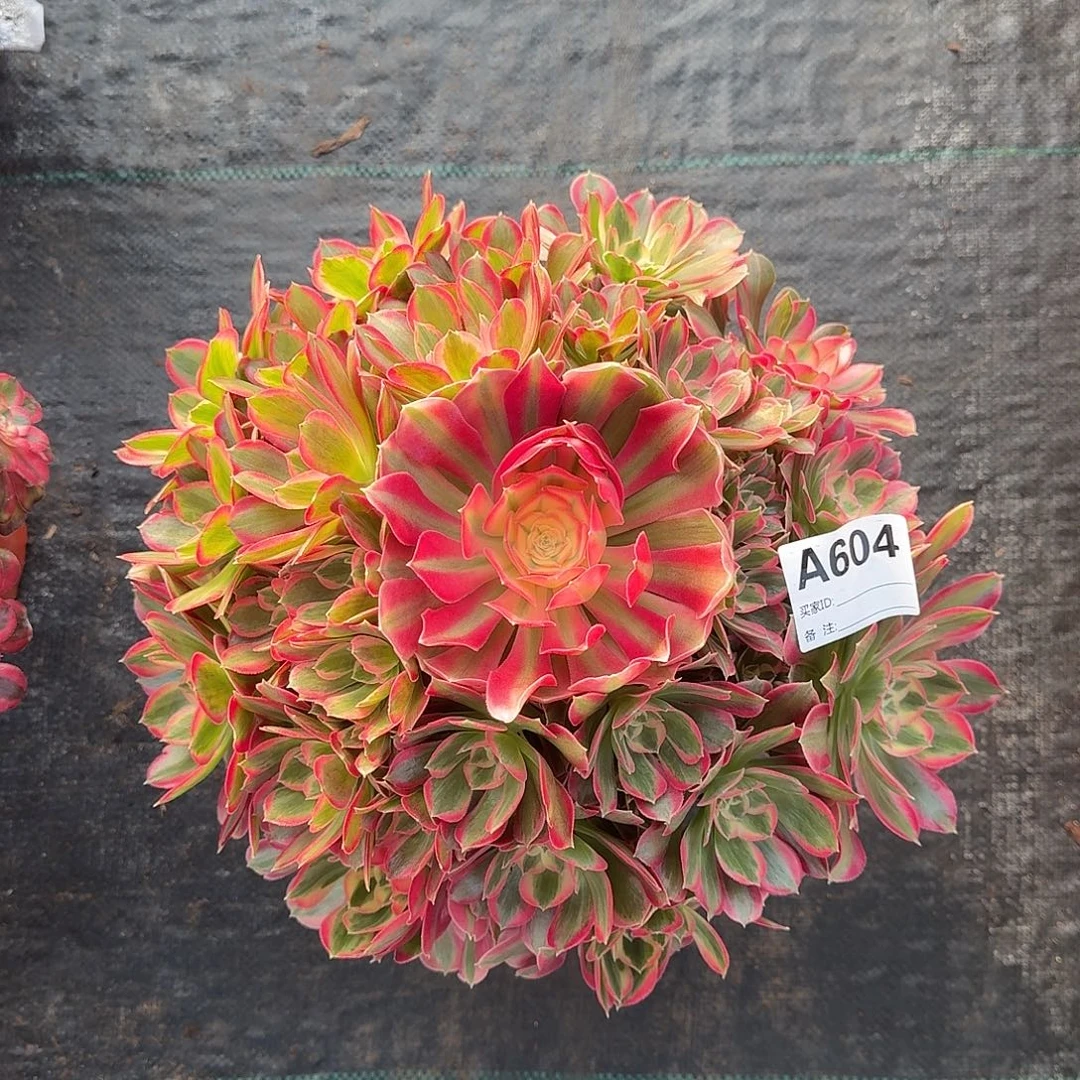 妖月多肉法师a604