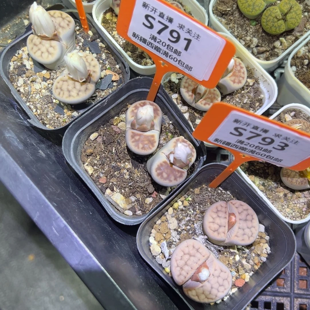 791.792.793 一物一拍，默认有伤，介意勿拍，不退不换