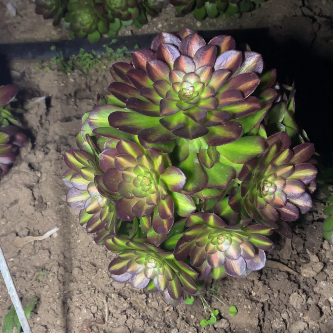 倾城中班大多肉法师断枝不包