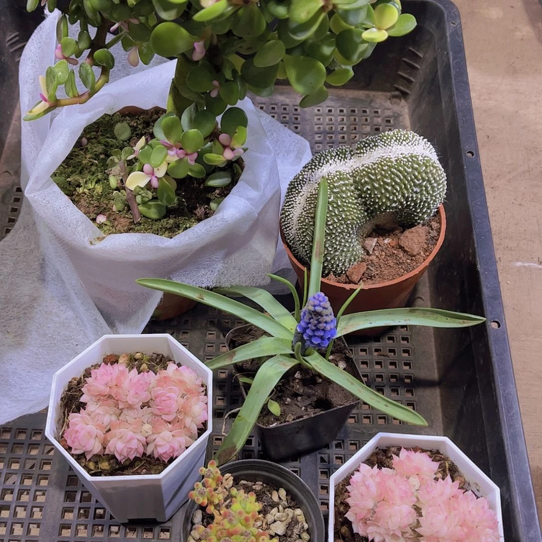 多肉603多肉植物