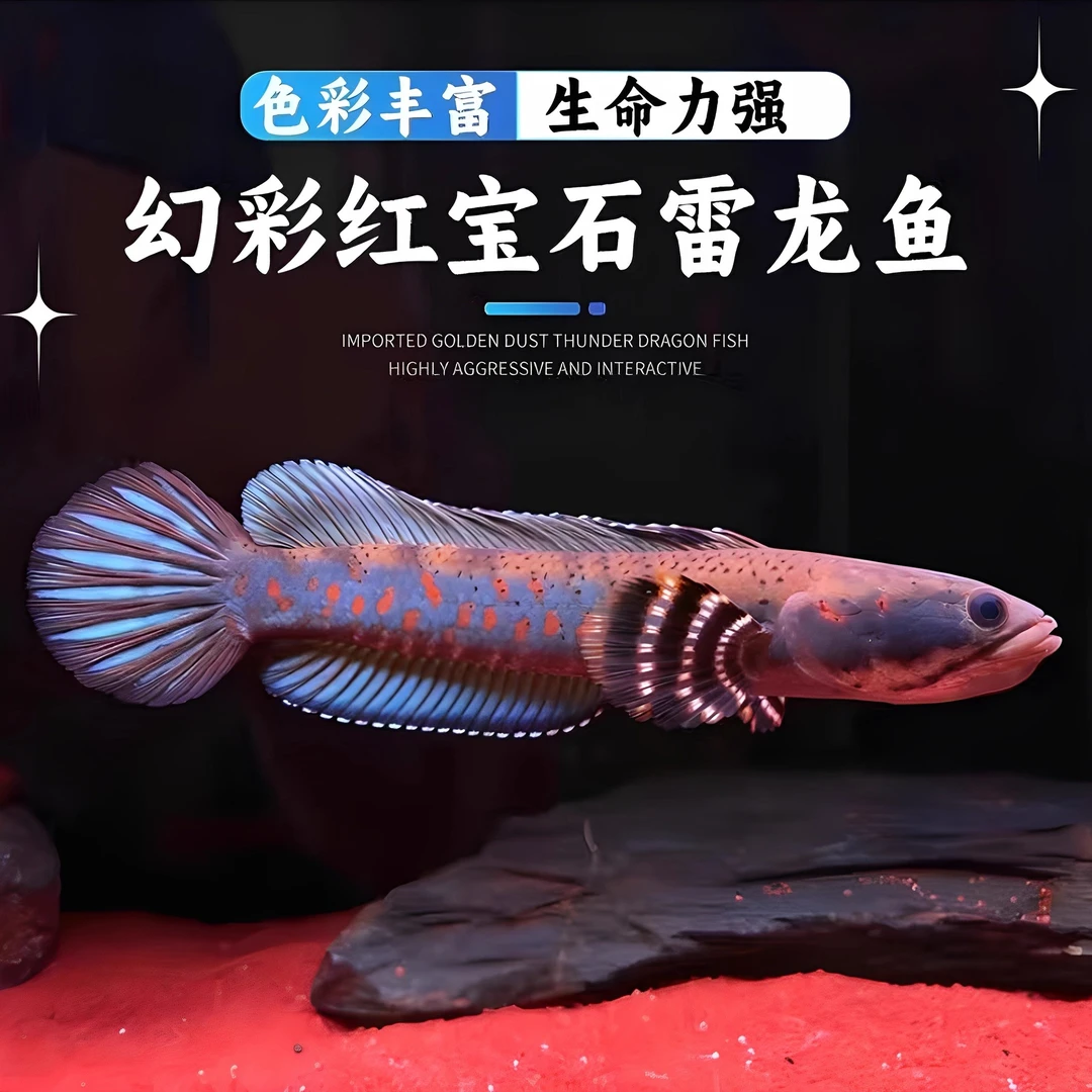 幻彩红宝石雷龙鱼品质鱼雷苗观赏鱼幻红冷水淡水活体凶猛易养雷龙