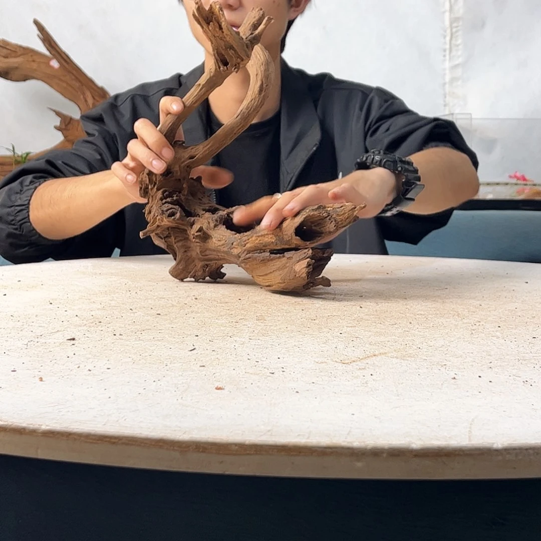 沉木造景爬宠造景