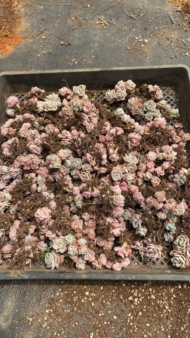 100颗可爱玫瑰小群