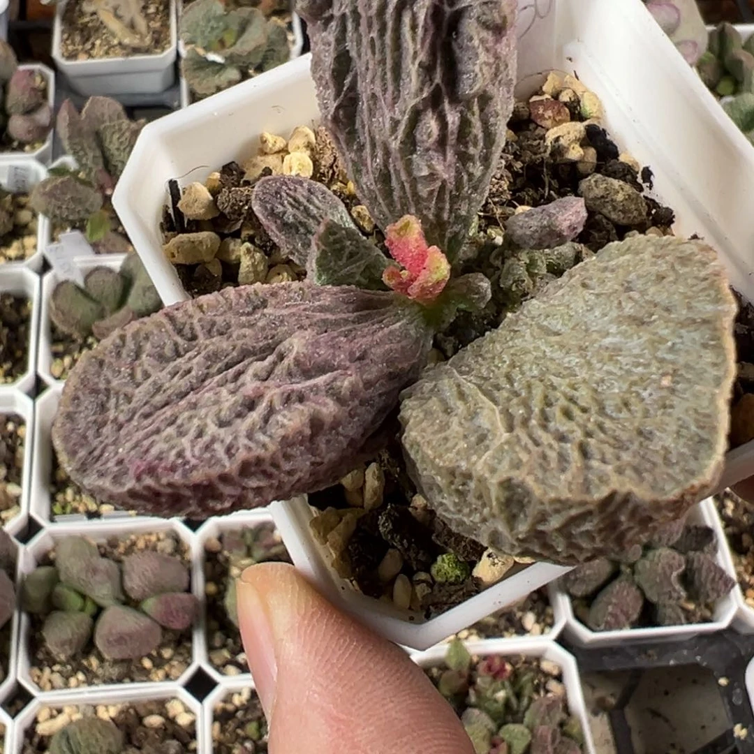 超级狂野款实生新品