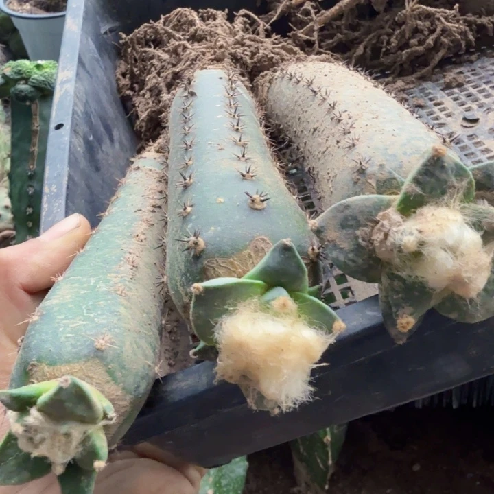 三个怒涛苗仙人球植物