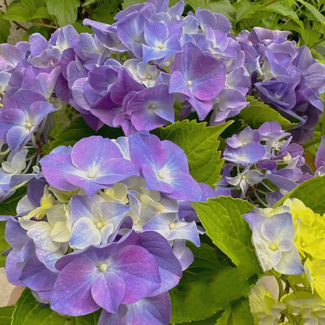 【七彩沉香】炫彩绣球   昆明基地直发  已发货不支持拦截