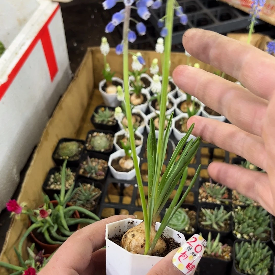 紫就这个死样子单头发货有根