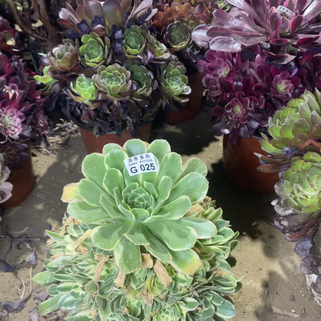 025彦宁多肉法师断枝不包