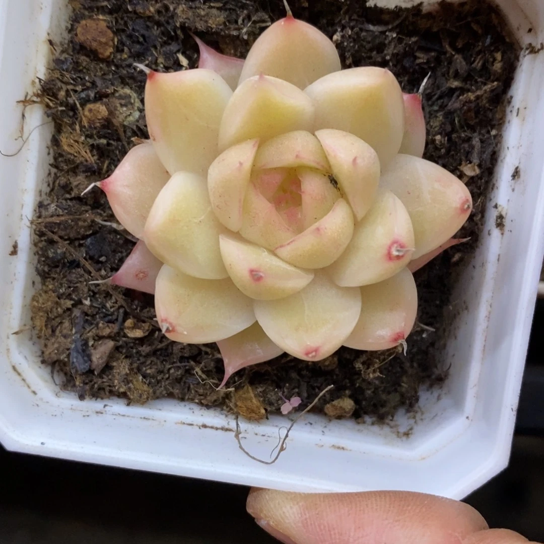 精品多肉一物拍不包整266