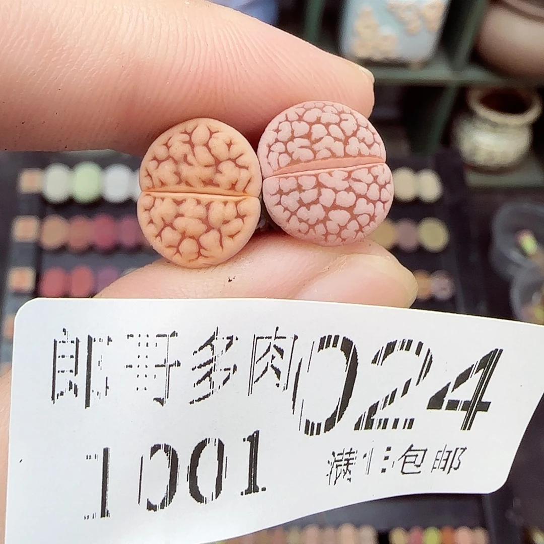 H***L满满18包邮1001-24