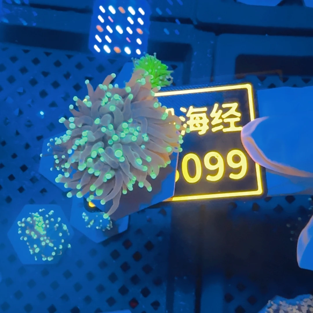 纽扣珊瑚顾***，晓晓不包邮脱藻黑火柴B099