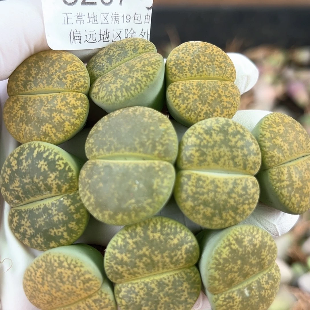 3297 好养易活生石花大母本10个2.2-2.6cn