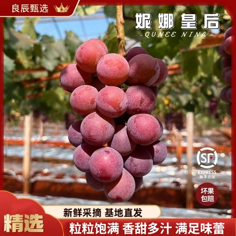 【顺丰空运】饱满云南妮娜皇后新鲜提脆高端水果礼盒空运中秋好物