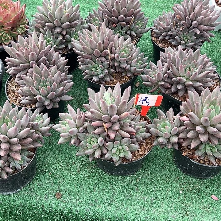 4水晶球一个脱土多肉