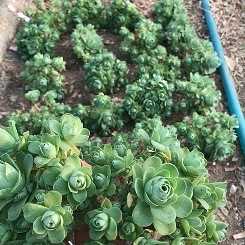 山地玫瑰二棵多肉