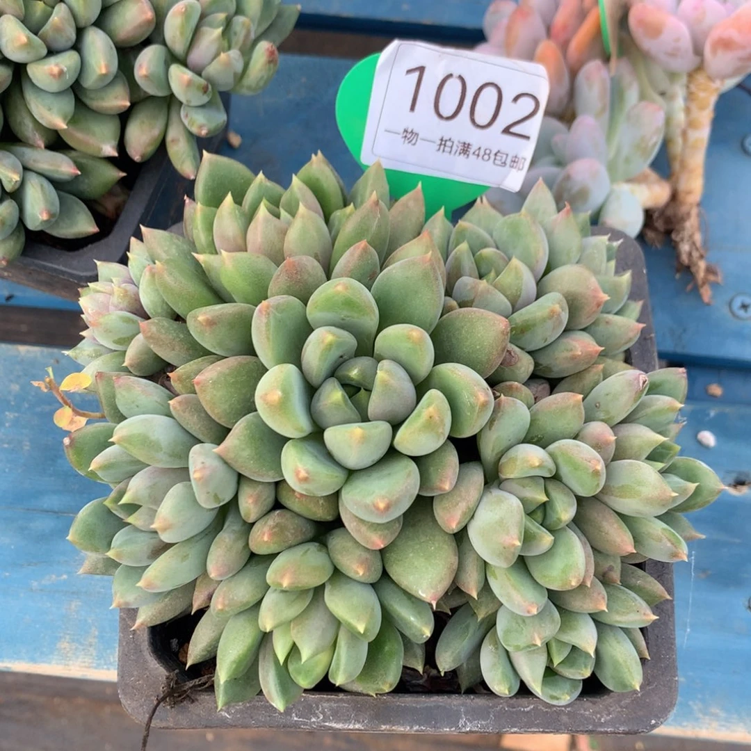 红象牙矮桩平头1002