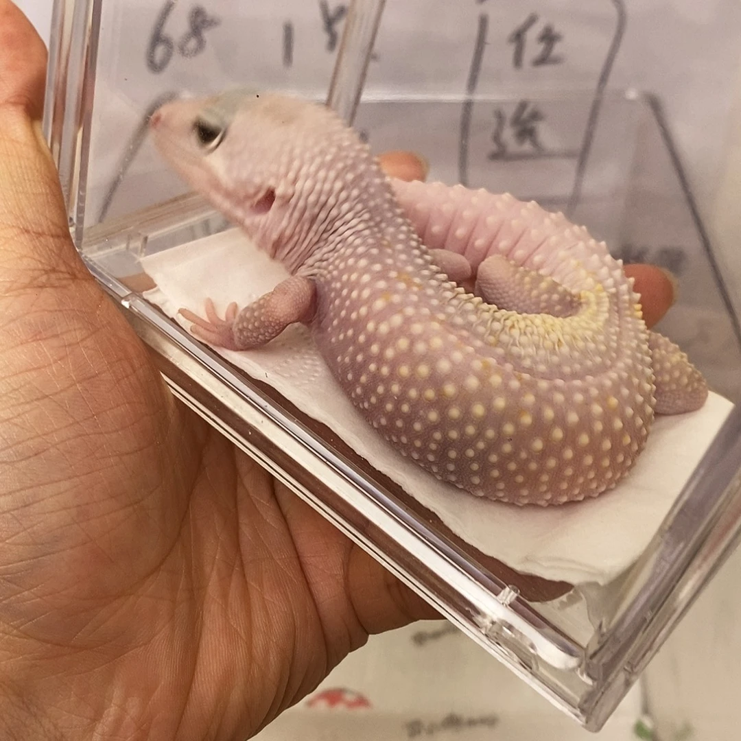 豹纹守宫恶魔白酒成体母