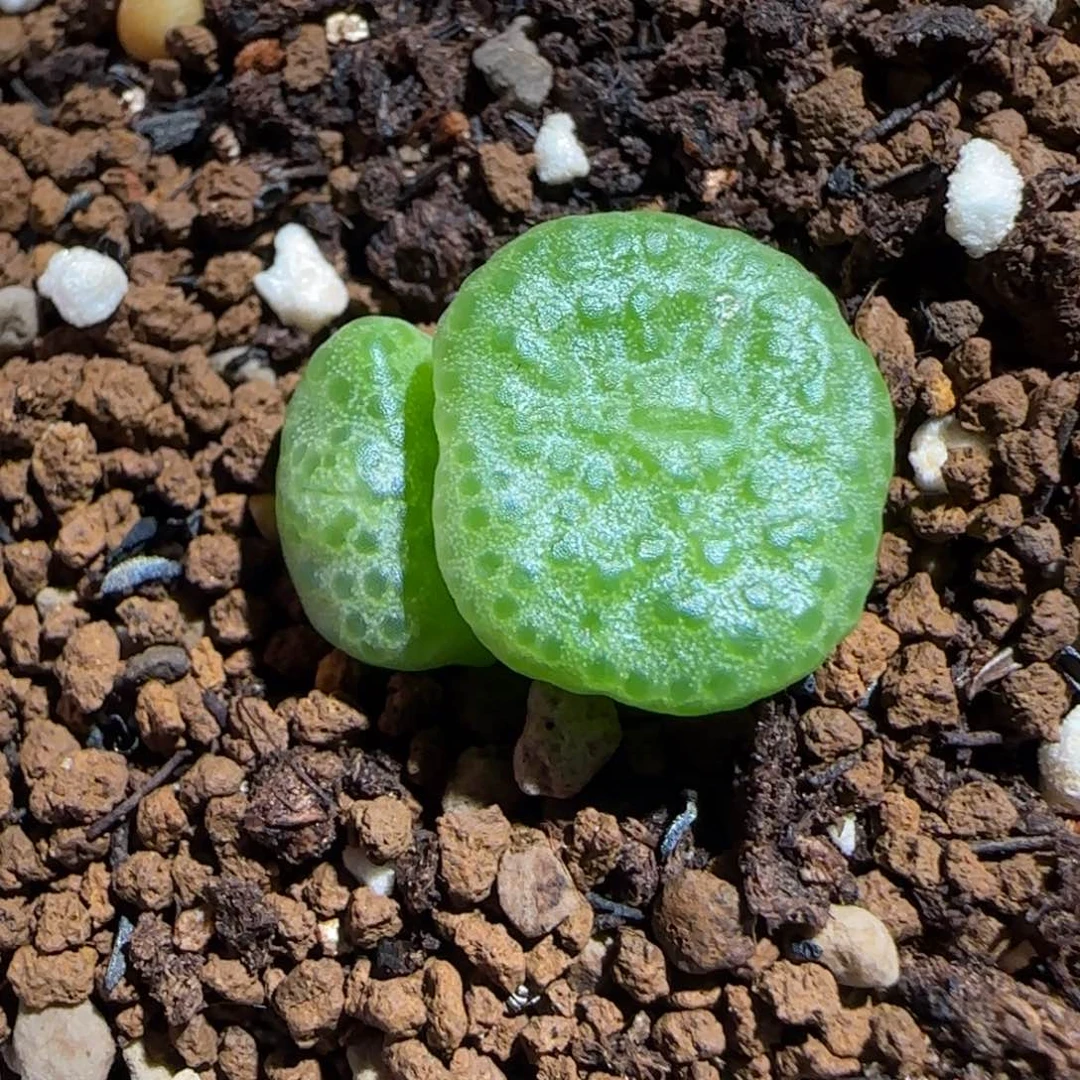肉锥多肉植物组合-青团1342