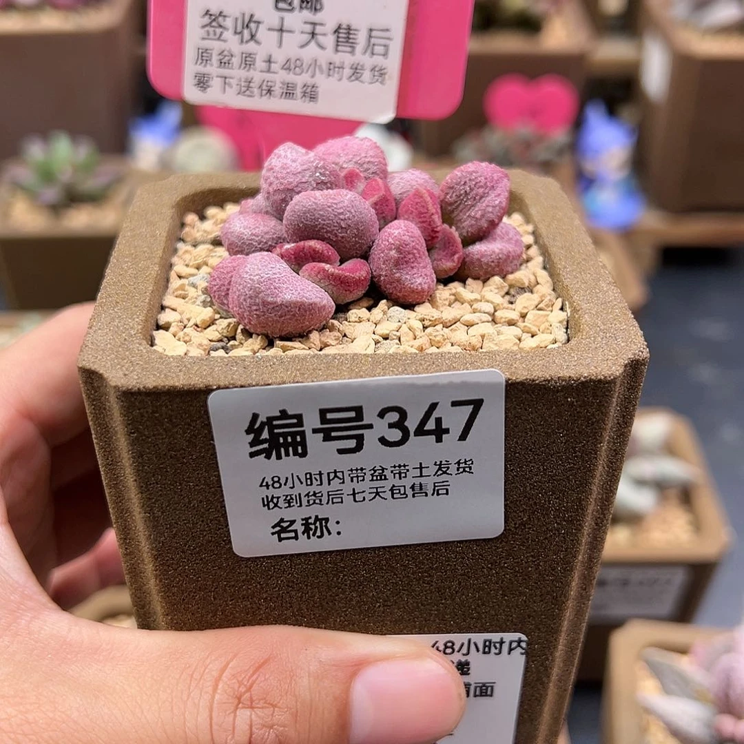 ?*?347夏娃多肉植物多肉