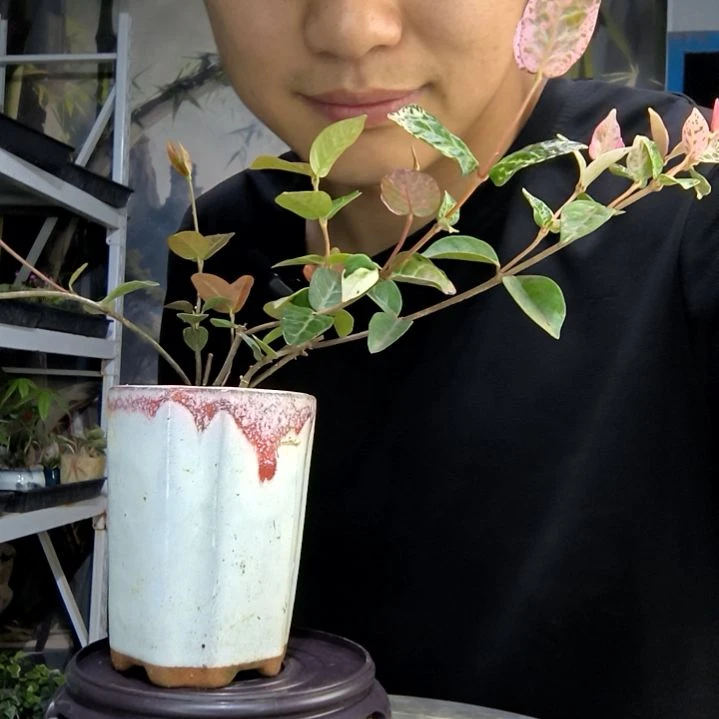 茜**?中青园艺一物一拍36
