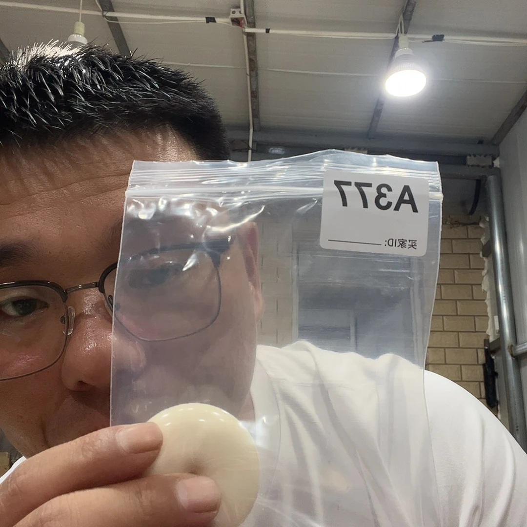 大果紫檀（缅甸花梨）好***石377