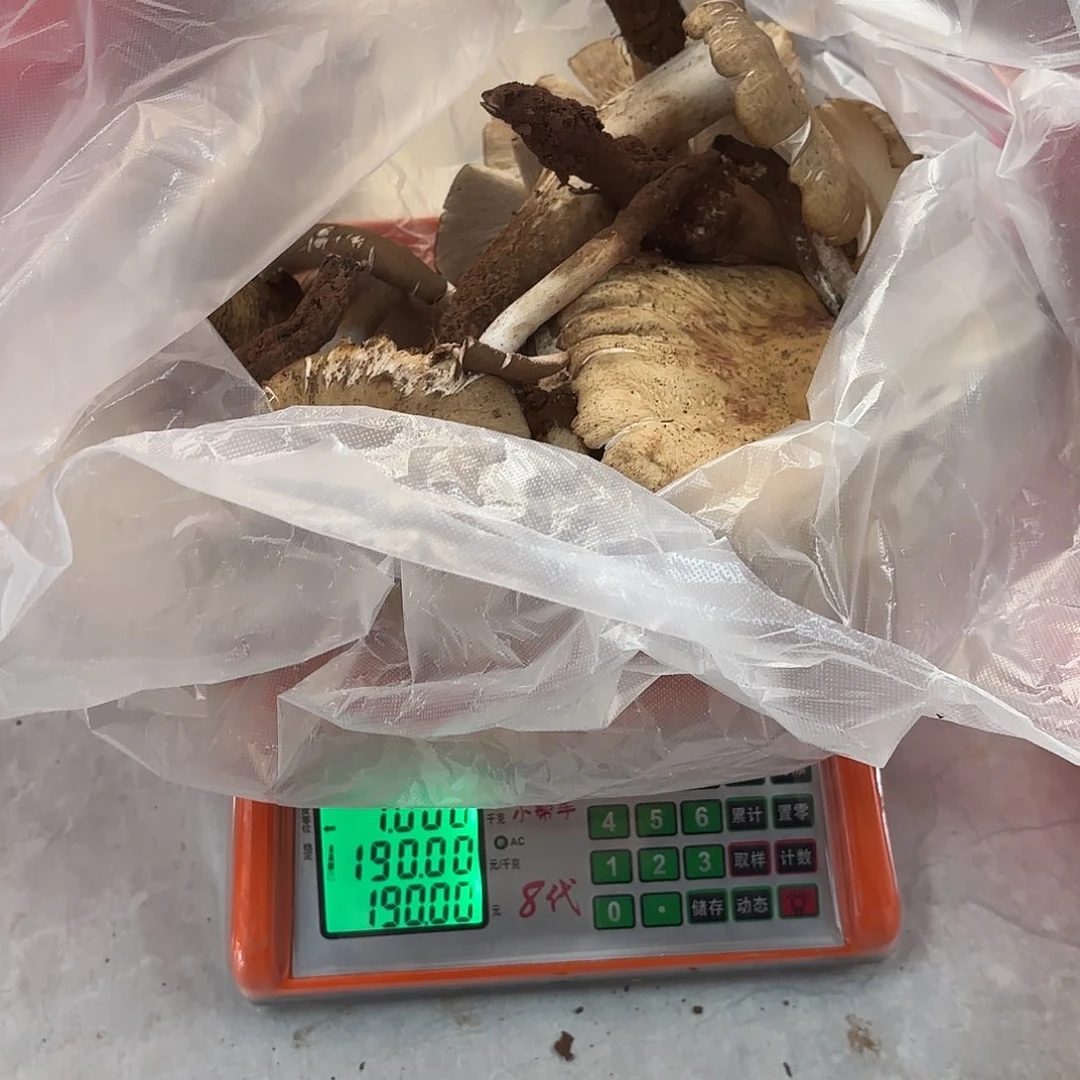 ****Ꮤ云南小表妹野生菌代购中国大陆