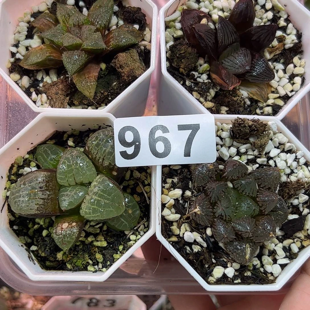 g67红红火火恍恍惚惚