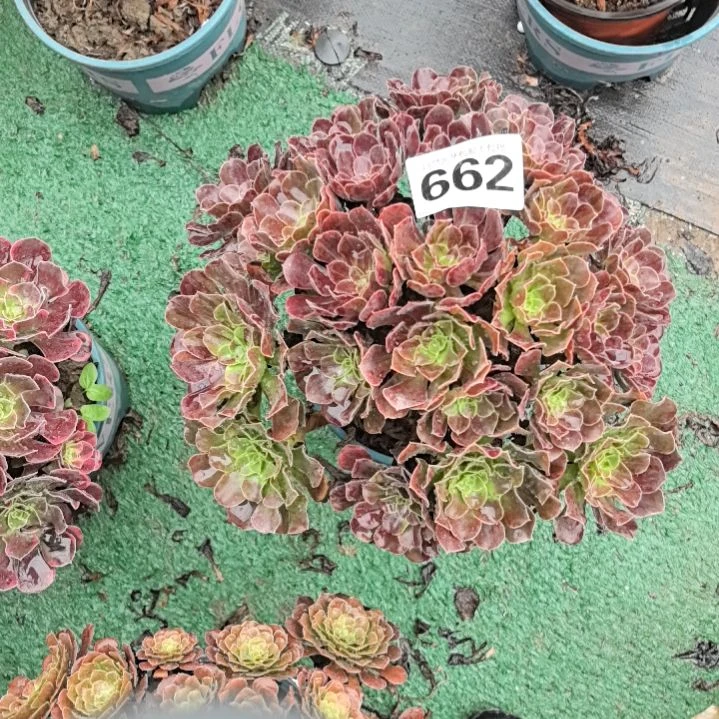 星***二662欧若拉花花2-6