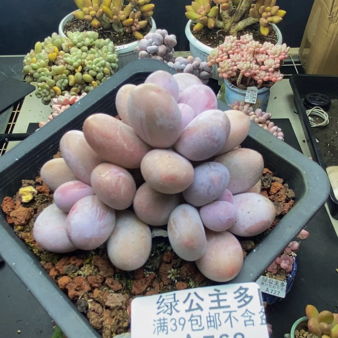 768水光针多肉6c m