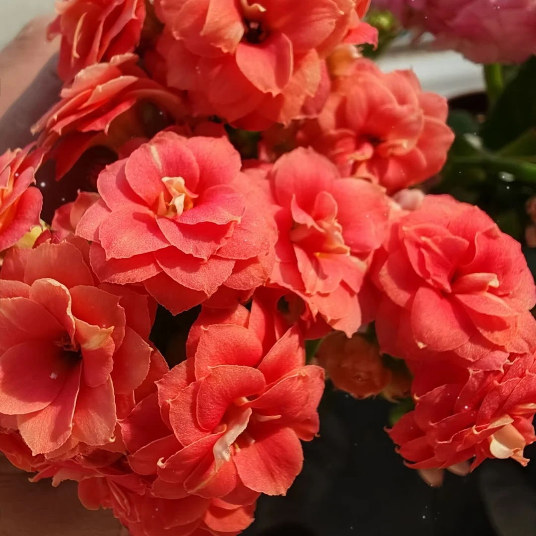 特维吉：重瓣 花量多花型好看 好复花 烂叶子黄叶子不售后