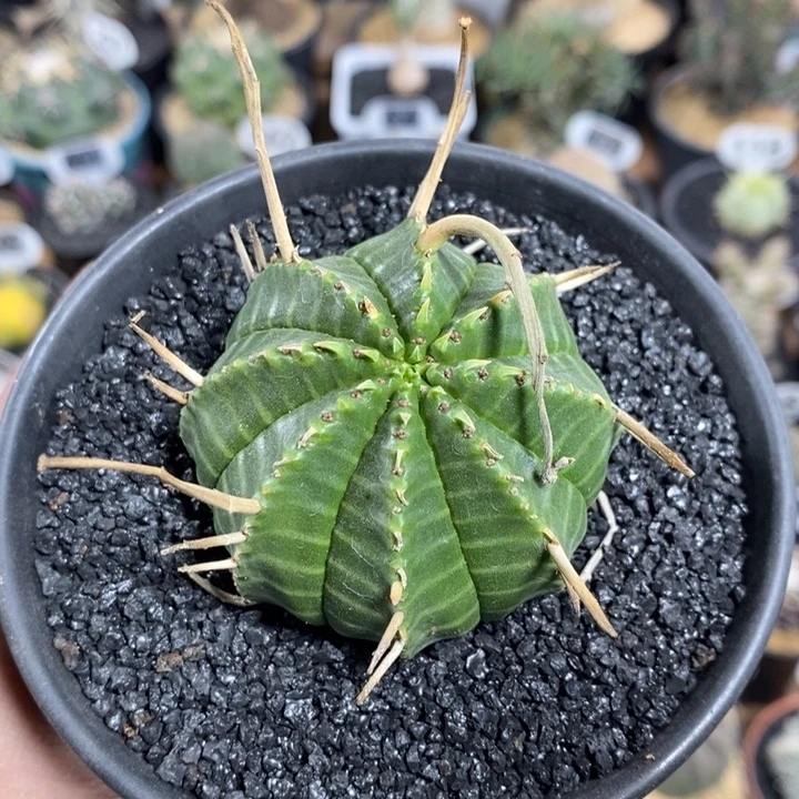 实生法丽达大戟255号5.7cm