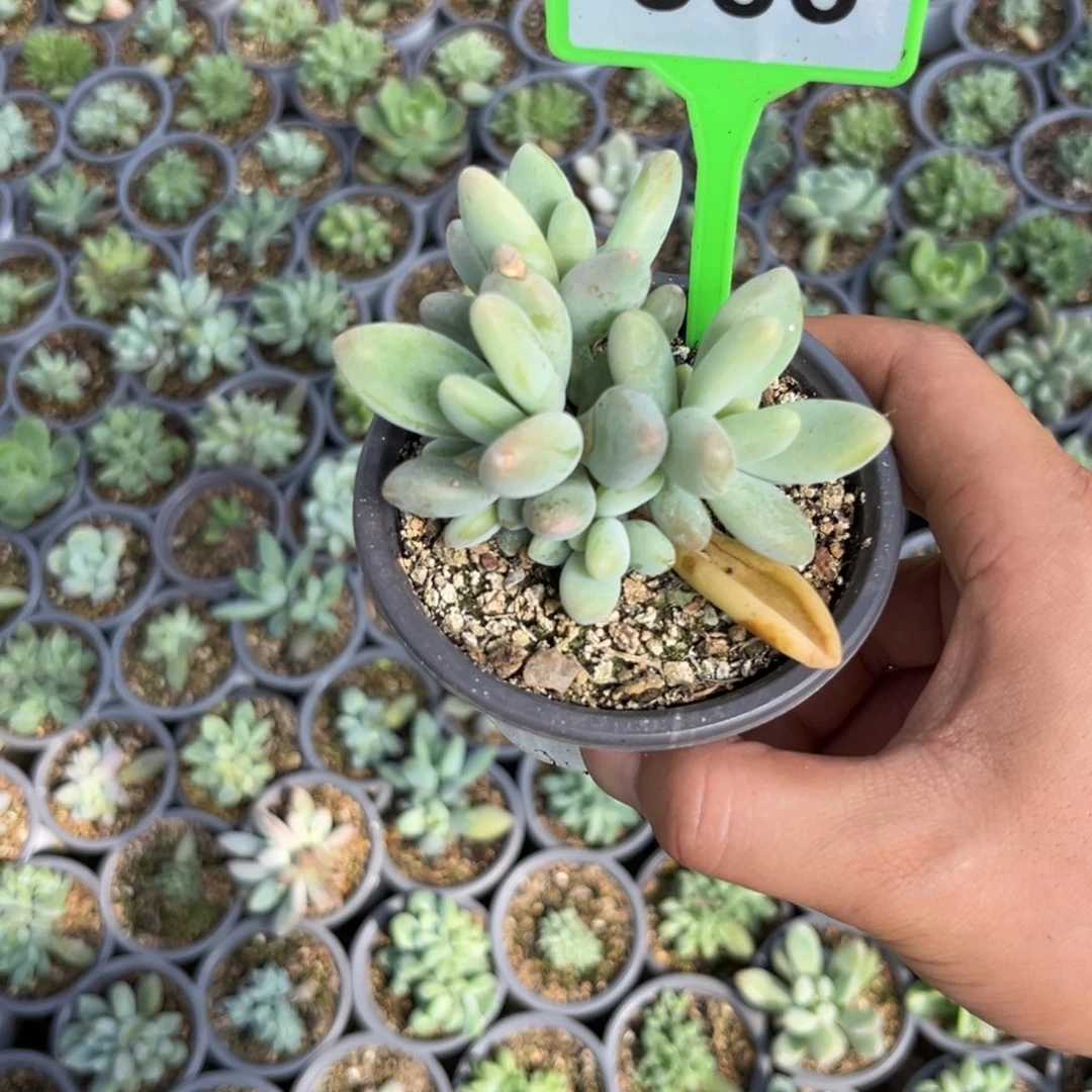 多肉植物白兰地566