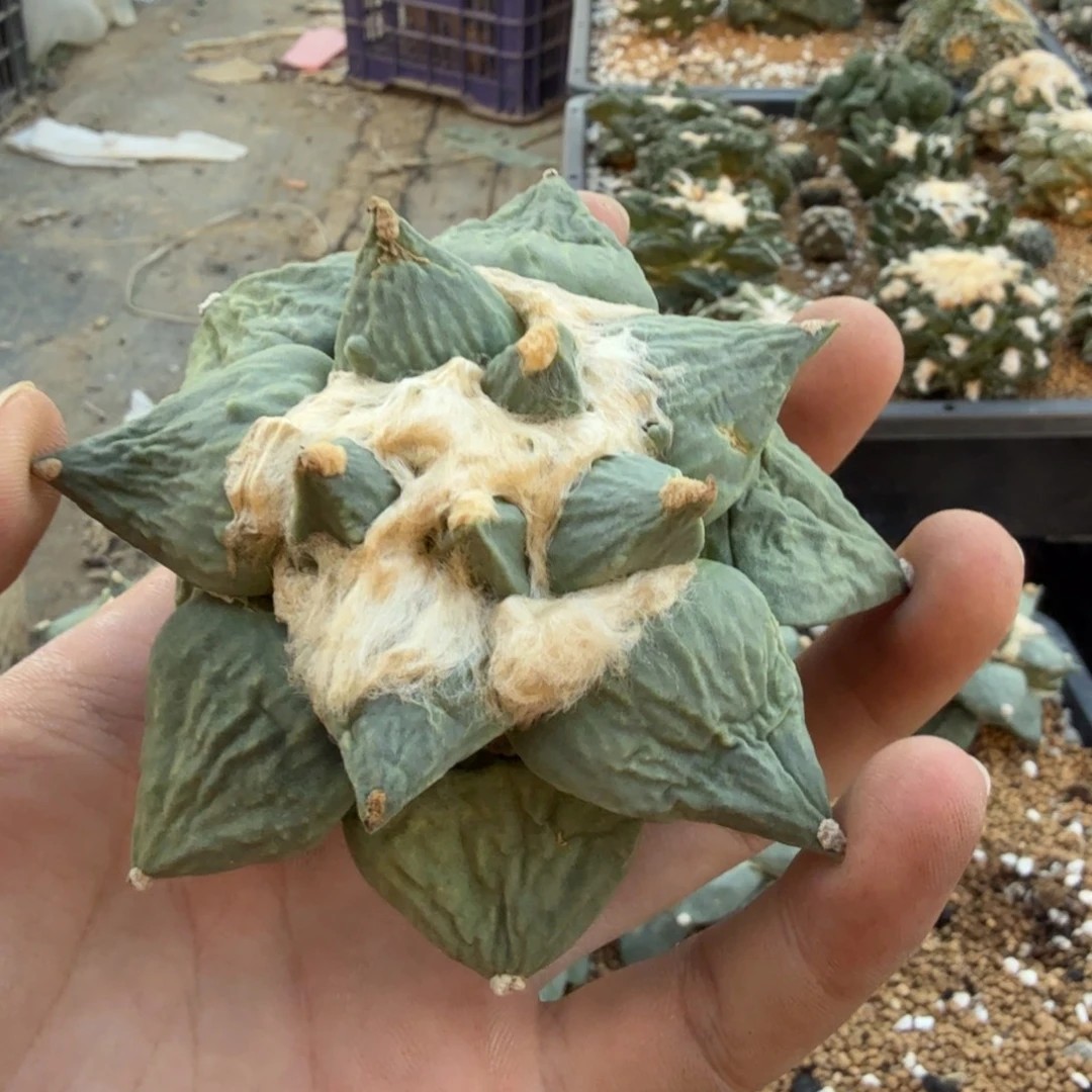 小***单仙人球开花一个福利品有跟