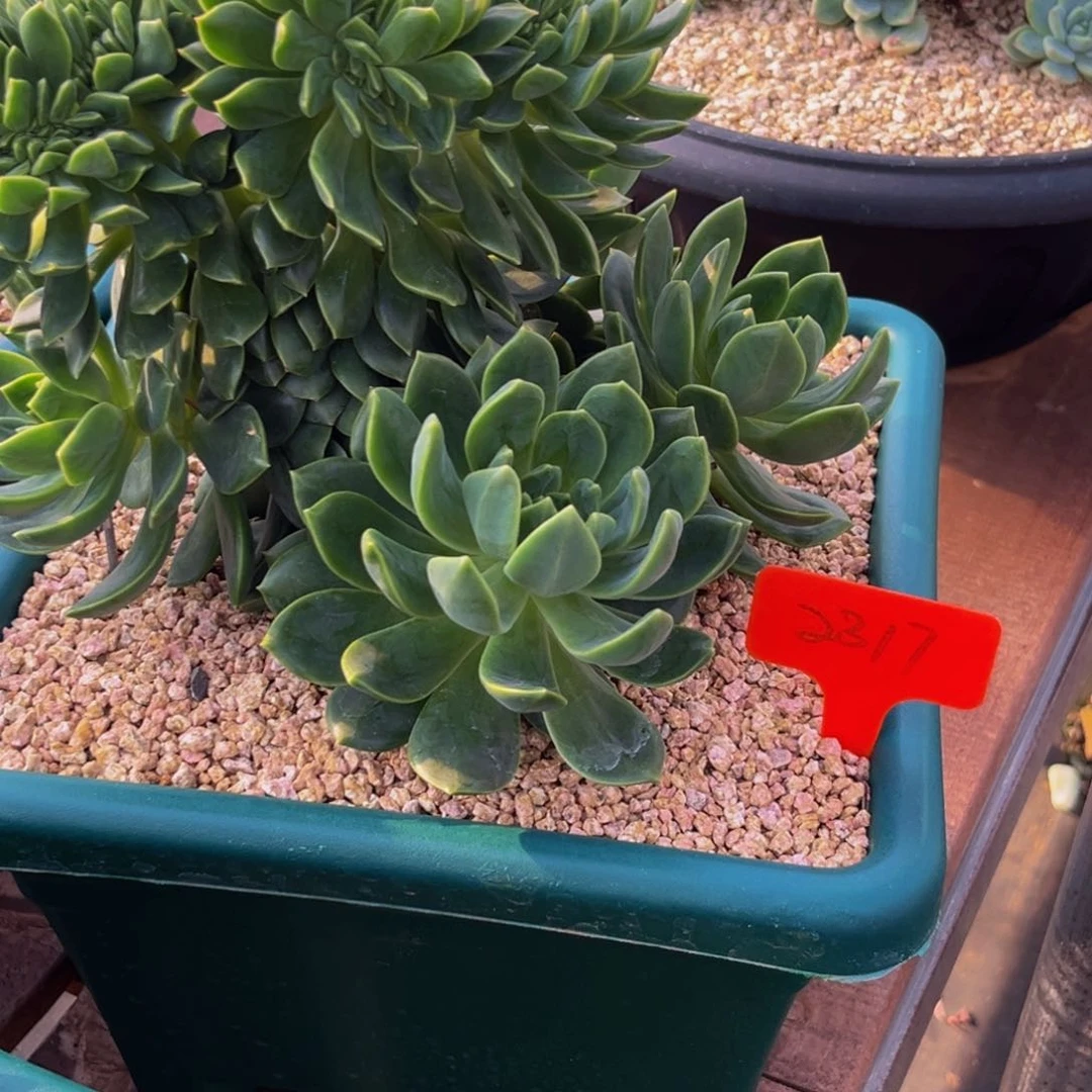 2317下午多肉植物群生