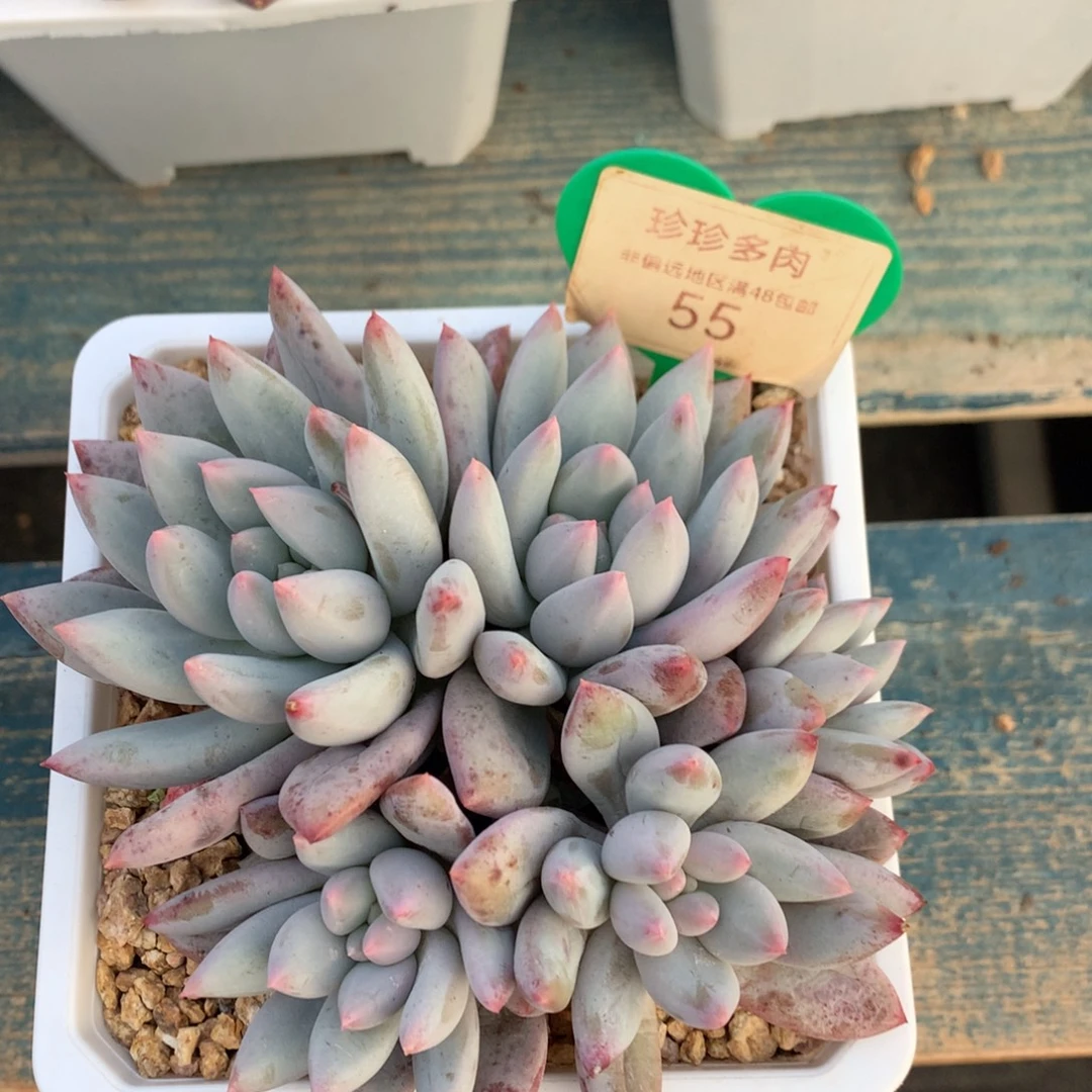 所罗门无砍平头55