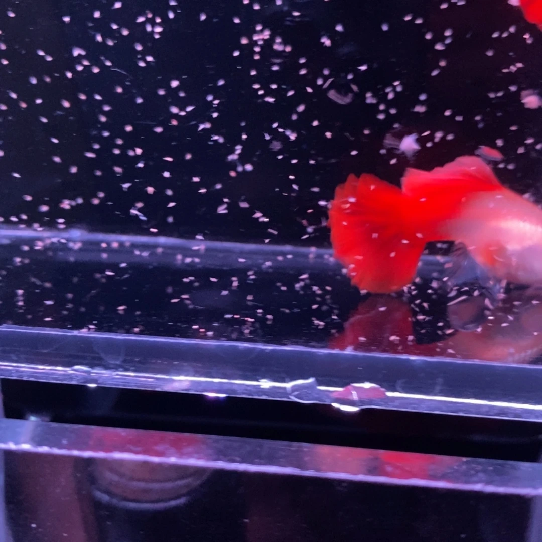 孔雀鱼精品血红一对