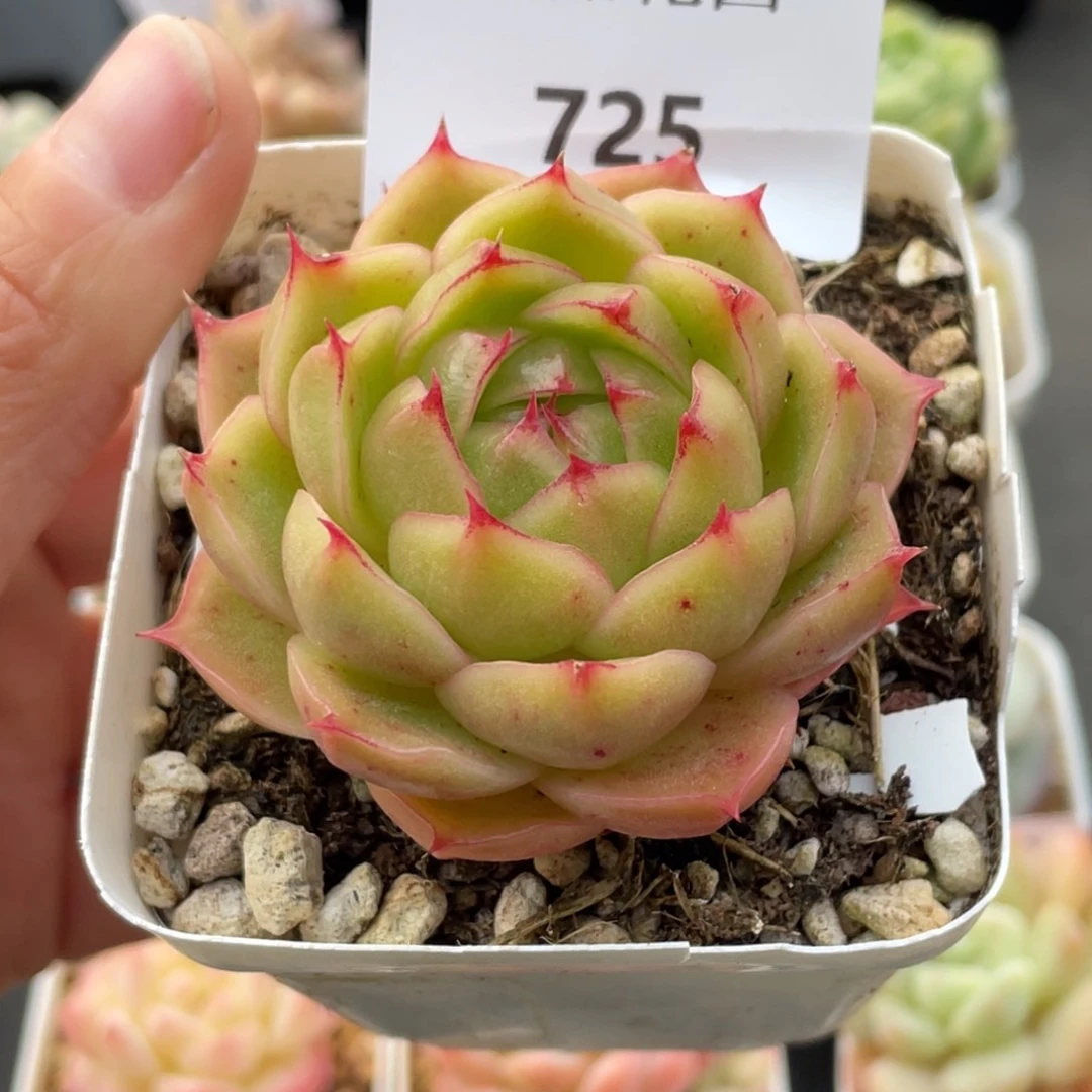 725号糖心冰心珍妮 约克夏